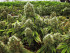 marijuana