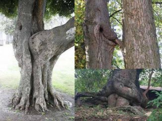 Biting insects