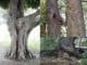 Biting insects