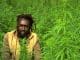 Marijuana Farmer