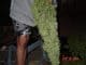 Marijuana