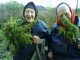 Retirees love marijuana