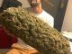 Cannabis Cup