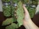 Cannabis