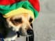 Dogs love reggae music