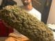 God created marijuana