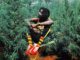 Peter Tosh in Marijuana field