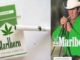 Marlboro Marijuana Man