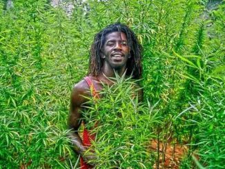 Jamaican weed