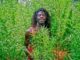 Jamaican weed